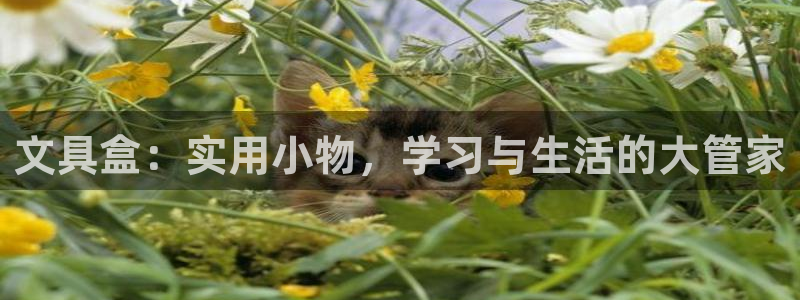 九游會強烈：文具盒：實用小物，學(xué)習(xí)與生活